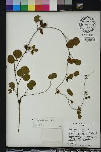 Rhynchosia cinerea image