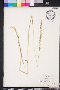 Anthaenantia villosa image
