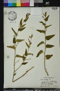 Tragia urticifolia image