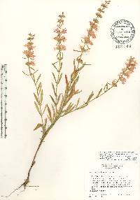 Dicerandra densiflora image