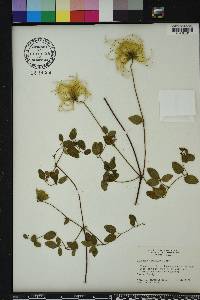 Clematis reticulata image