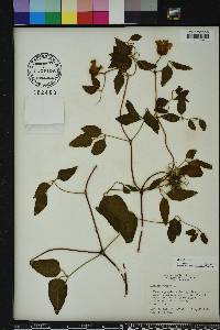 Clematis crispa image