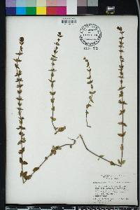 Sophronanthe pilosa image