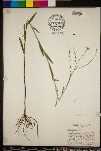 Boltonia diffusa image