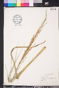 Panicum amarum image