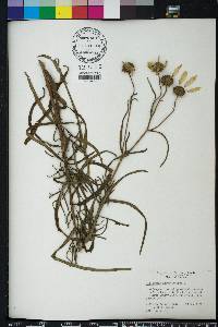 Helianthus angustifolius image