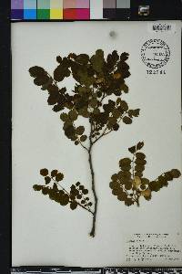 Robinia hispida image