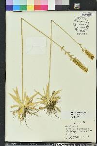 Aletris lutea image