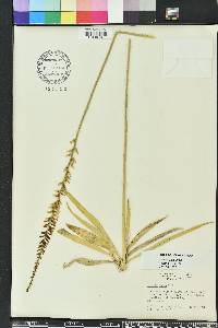 Aletris lutea image