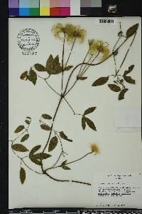 Clematis reticulata image