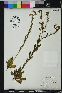 Onosmodium virginianum image