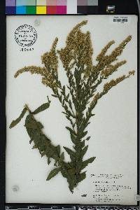 Solidago fistulosa image