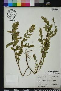 Chamaesyce hyssopifolia image