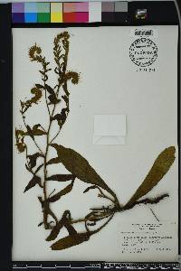 Onosmodium virginianum image