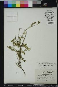 Glandularia aristigera image