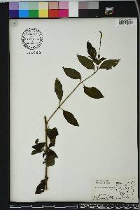 Heliotropium procumbens image