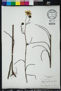 Helianthus angustifolius image