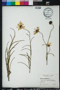 Helianthus angustifolius image