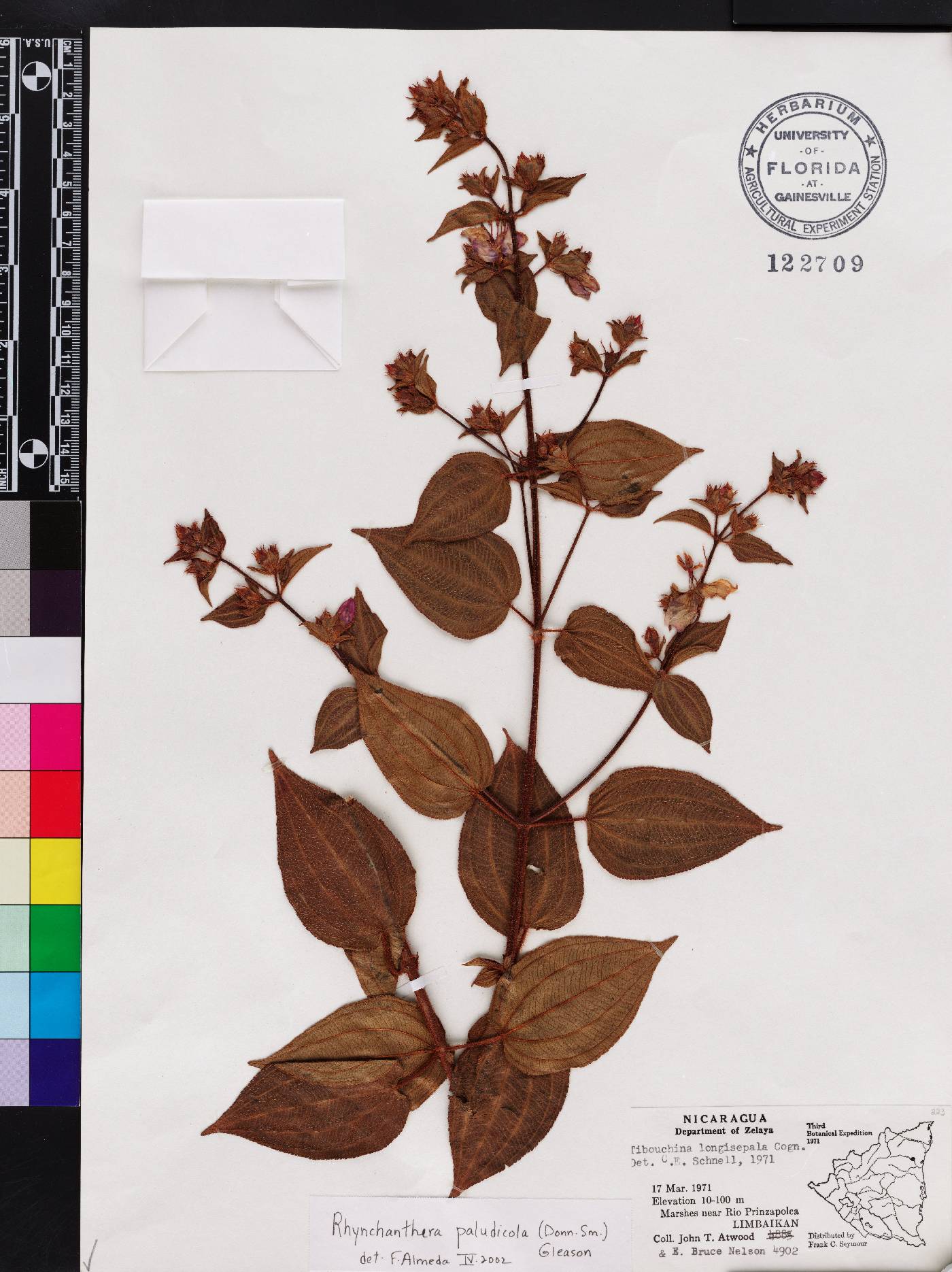 Rhynchanthera paludicola image