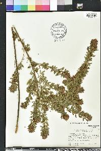 Lespedeza cuneata image