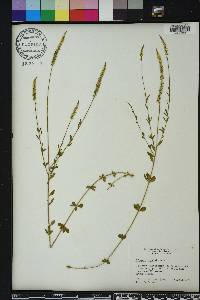 Polygala boykinii image