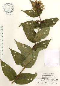Diervilla sessilifolia var. rivularis image