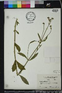 Verbena brasiliensis image