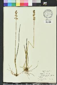 Tofieldia racemosa image