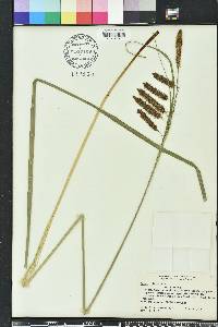 Carex crinita var. crinita image