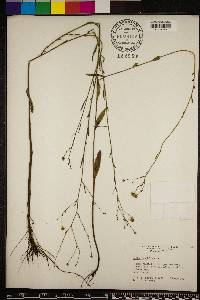 Boltonia diffusa image