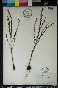 Epifagus virginiana image