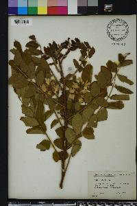 Robinia hispida image