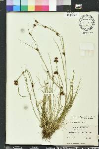 Rhynchospora capitellata image