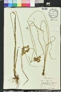 Cyperus pseudovegetus image