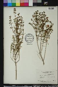 Hypericum cistifolium image