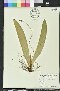 Carex fraseriana image