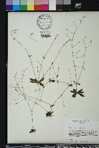 Lindernia monticola image