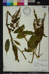 Rumex verticillatus image