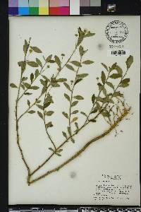 Sida rhombifolia image