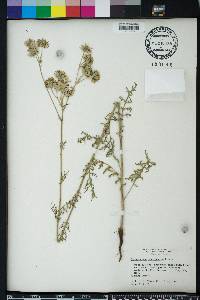 Hymenopappus scabiosaeus image