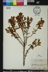 Hypericum densiflorum image