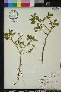 Amaranthus viridis image