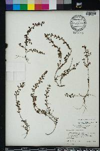 Ludwigia microcarpa image