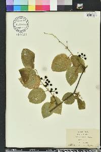 Smilax tamnoides image