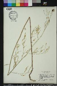 Polygonella gracilis image