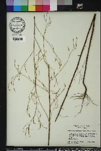 Polygonella gracilis image