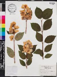 Philadelphus inodorus image