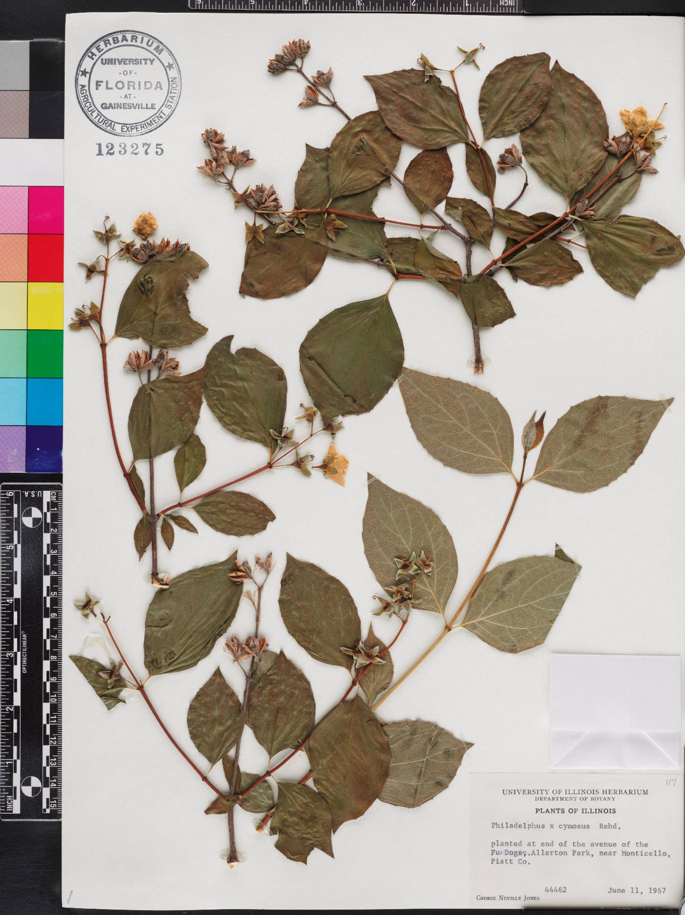 Philadelphus cymosus image