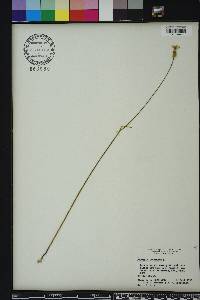 Polygala incarnata image