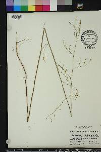 Polygonella gracilis image